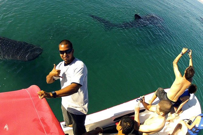 Whale Shark from Cancun, Riviera Maya and Tulum All Inclusive - What the speedboat day feels like