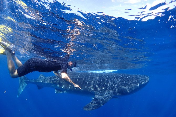 Whale Shark & Manta Ray Snorkel -(May-Sept) Only 10pp per Boat - Swimming with whale sharks off Isla Mujeres