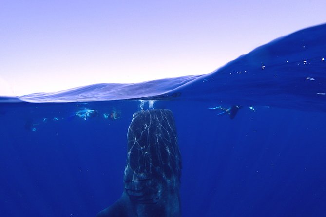 Whale Shark & Manta Ray Snorkel -(May-Sept) Only 10pp per Boat - The early meeting in central Isla Mujeres