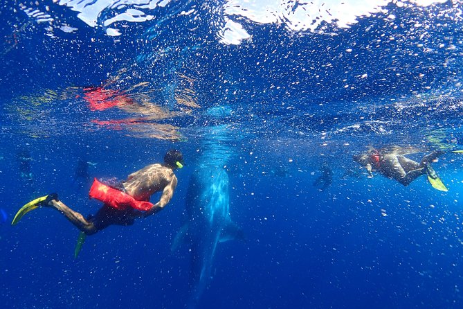 Whale Shark & Manta Ray Snorkel -(May-Sept) Only 10pp per Boat - How the whale shark rotation works