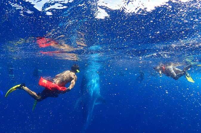 Whale Shark & Manta Ray Snorkel -(May-Sept) Only 10pp per Boat - Reef snorkeling after the main swim