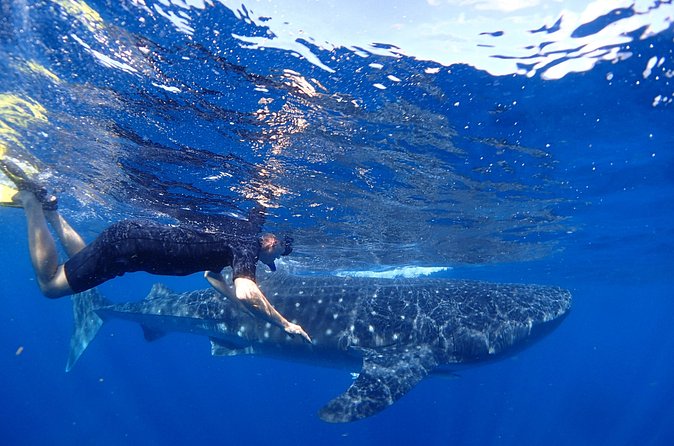 Whale Shark & Manta Ray Snorkel -(May-Sept) Only 10pp per Boat - Sandwiches, ceviche, and cold drinks