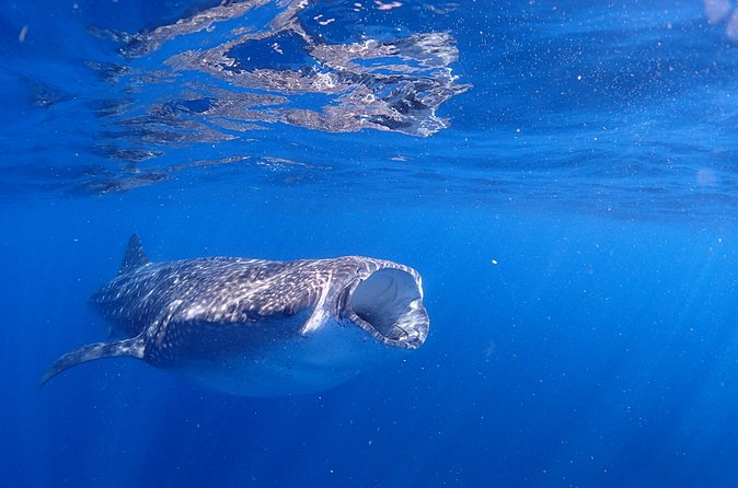Whale Shark & Manta Ray Snorkel -(May-Sept) Only 10pp per Boat - What the crew adds to the day