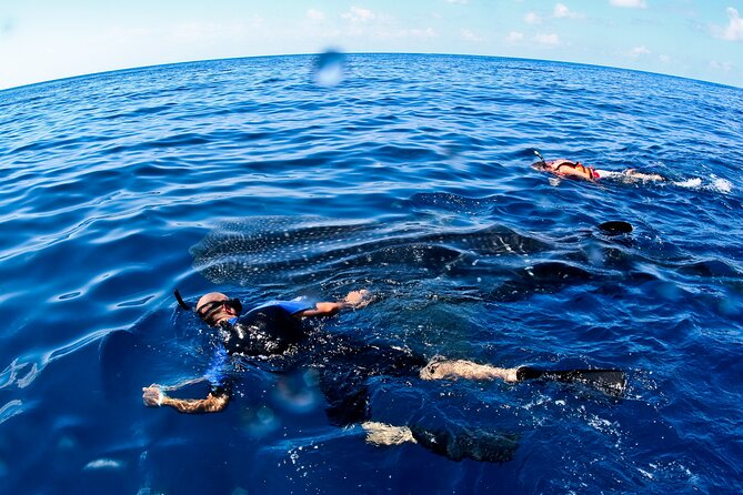 Whale Shark Swim Adventure SMALL GROUP from Cancun - Why the whale shark swim is the main event