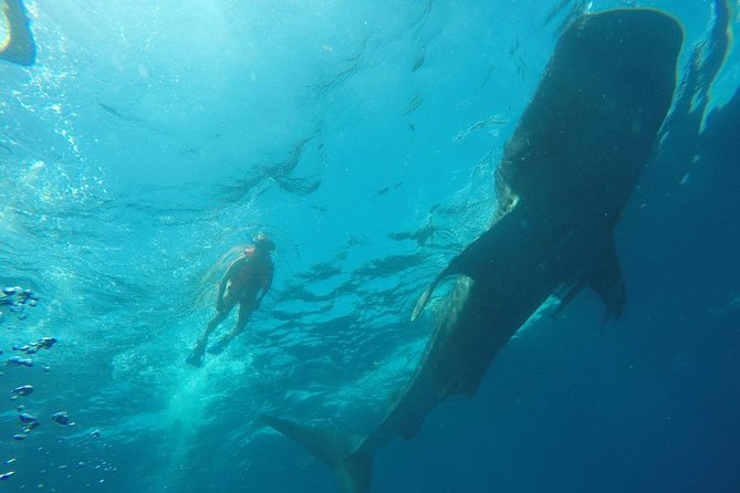 Whale Shark Swim Adventure SMALL GROUP from Cancun - Swimming in pairs near the whale sharks