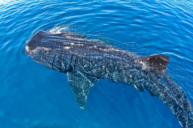 Whale Shark Swim Adventure SMALL GROUP from Cancun - Practical details that can affect your day