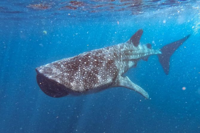 Whale Shark Swim Adventure SMALL GROUP from Cancun - The 30-foot boat ride toward Isla Mujeres