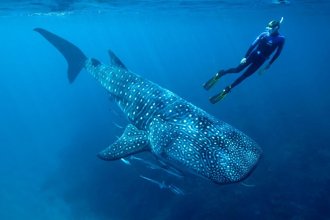Whale Shark Swimming and Isla Mujeres Beach Tour - Swimming beside whale sharks off Cancun