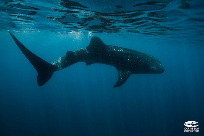 Whale Shark Swimming and Isla Mujeres Beach Tour - What the whale shark session is really like