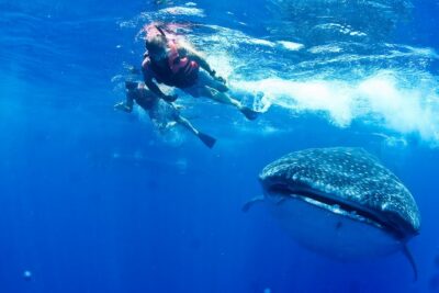 Whale Shark Swimming and Isla Mujeres Beach Tour