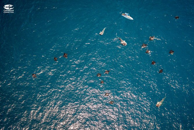 Whale Shark Swimming and Isla Mujeres Beach Tour - Sea conditions can make or break the day