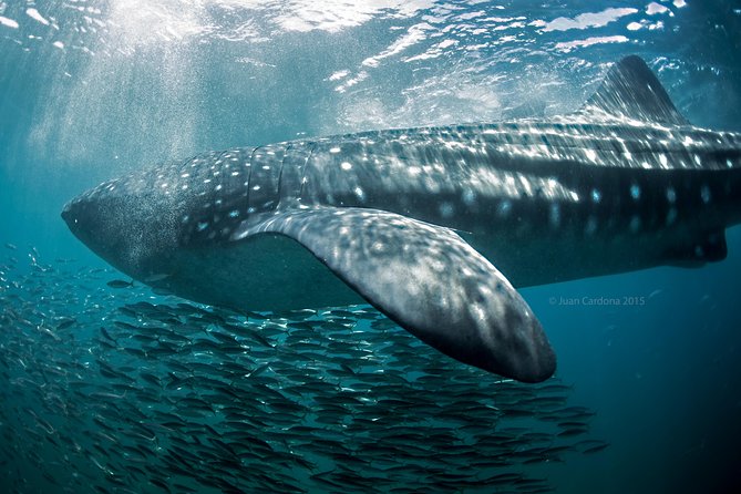 Whale Shark Swimming and Isla Mujeres Beach Tour - Playa Norte and the captain’s ceviche