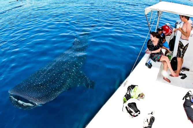 Whale Shark Tour from Cancun, Playa del Carmen, Tulum and Riviera Maya - Should you book it?