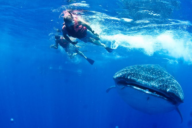 Whale Shark Tour from Cancun, Playa del Carmen, Tulum and Riviera Maya - The long ride from Cancun, Playa del Carmen, or Tulum