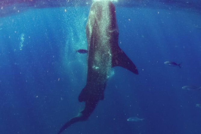 Whale Sharks Small-Group Tour in Cancun and Riviera Maya - Why this whale shark trip is special