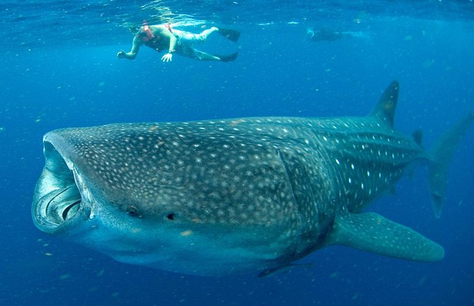 Whale Sharks Small-Group Tour in Cancun and Riviera Maya - The boat ride to the whale sharks