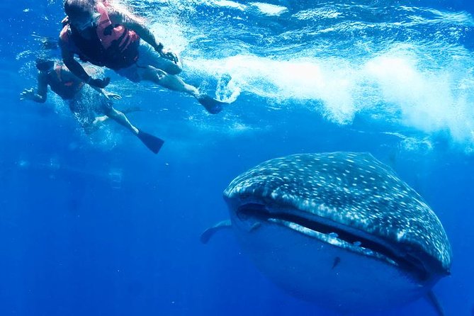 Whale Sharks Small-Group Tour in Cancun and Riviera Maya - Entering the water beside a whale shark