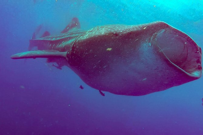 Whale Sharks Small-Group Tour in Cancun and Riviera Maya - What the guides add to the day