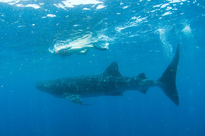 Whale Sharks Small-Group Tour in Cancun and Riviera Maya - Value at $160, plus the cash fee