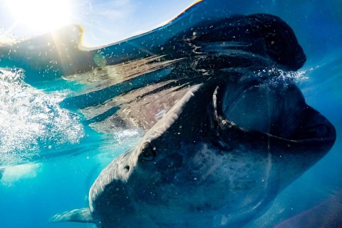 Whale Sharks Small-Group Tour in Cancun and Riviera Maya - Who should book this outing