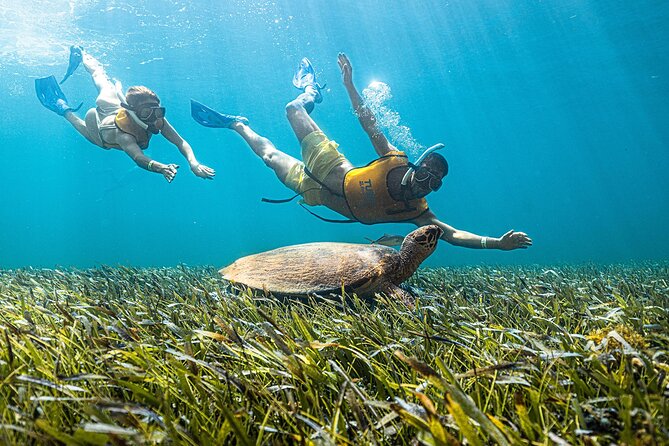 With Turtles, Shipwreck, Cenote, and Reef and Transport Included - Shipwrecks, sculptures, and the underwater museum