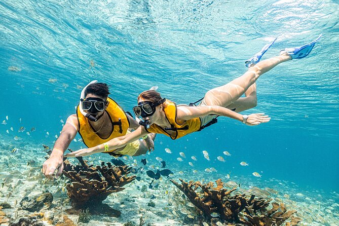 With Turtles, Shipwreck, Cenote, and Reef and Transport Included - Turtle sightings and the cenote stop