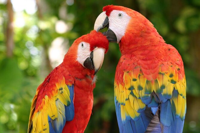 Xcaret Park Entry Tickets with Cultural Night Show Included - Key points to know before you go